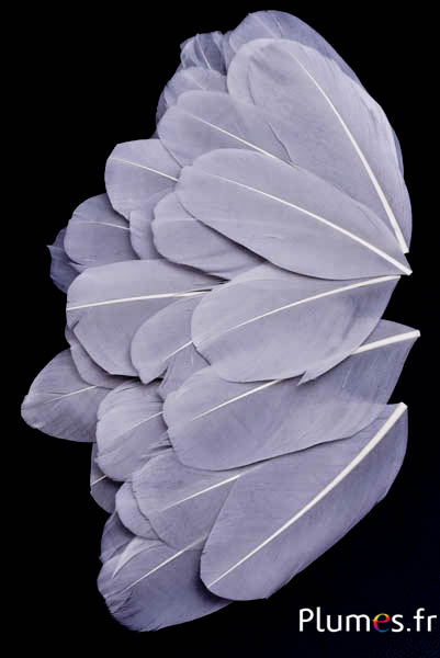 Blütenblätter aus Federn - 6-8 cm x 3-4 cm- grau